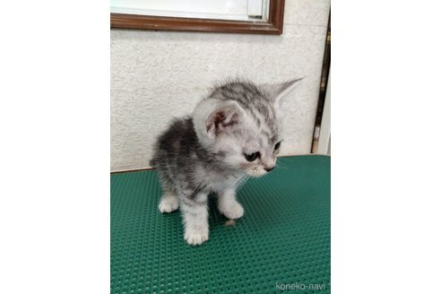 成約済の埼玉県のスコティッシュフォールド-84466の2枚目
