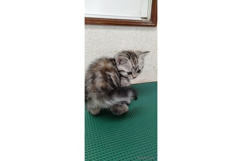 成約済の埼玉県のスコティッシュフォールド-84467の3枚目