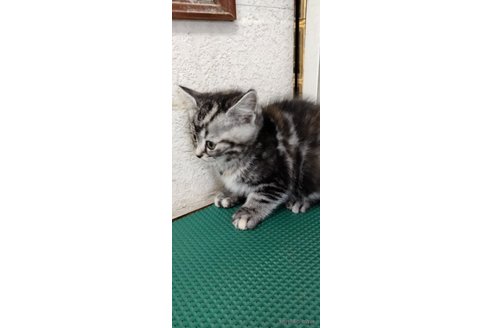成約済の埼玉県のスコティッシュフォールド-84468の2枚目