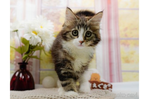 成約済の神奈川県のノルウェージャンフォレストキャット-84473の3枚目