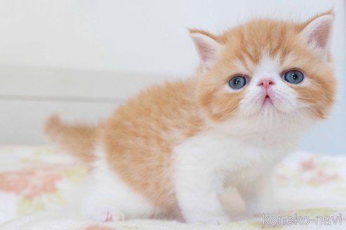 成約済の東京都のエキゾチックショートヘア-84492の12枚目
