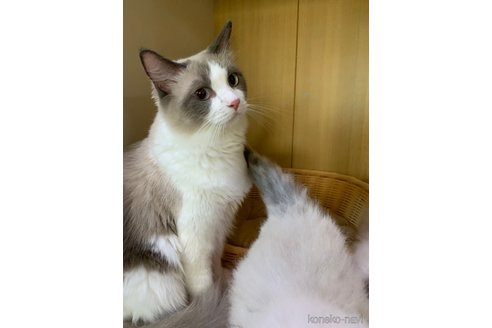 ピーちゃんちゃん1枚目