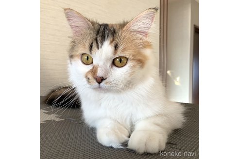 の福島県の-