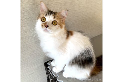 アーニャちゃん1枚目
