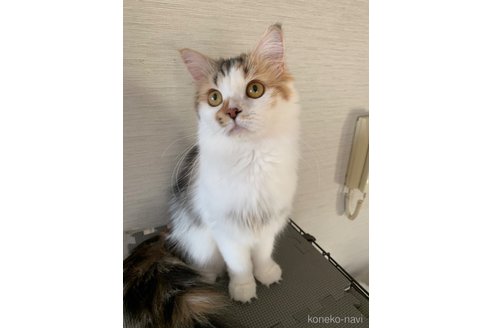 アーニャちゃん1枚目