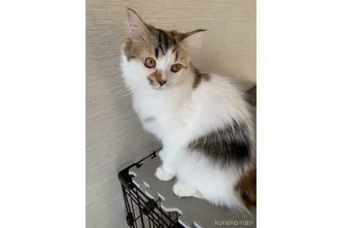 アーニャちゃん1枚目