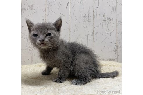 成約済の千葉県のロシアンブルー-84517の3枚目