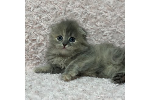 成約済の群馬県のスコティッシュフォールド-82763の3枚目