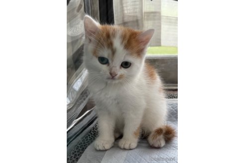 成約済の埼玉県のスコティッシュフォールド-78896の6枚目