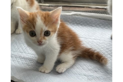 成約済の埼玉県のスコティッシュフォールド-78895の4枚目