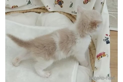 成約済の大阪府のマンチカン-84539の3枚目