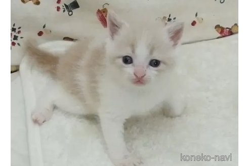 成約済の大阪府のマンチカン-84539の2枚目