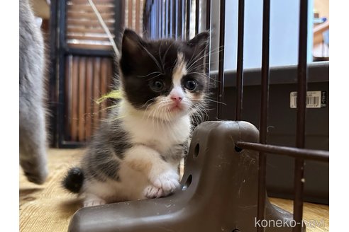 販売中の徳島県のミヌエット-84545の9枚目