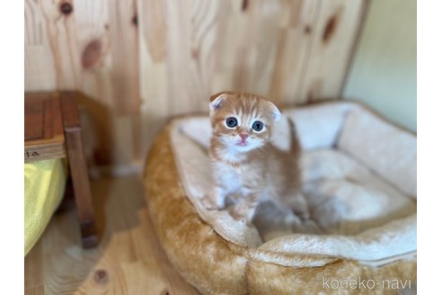 成約済の長野県のスコティッシュフォールド(折れ耳)-84554の5枚目