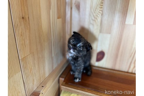成約済の長野県のスコティッシュフォールド(折れ耳)-84555の2枚目