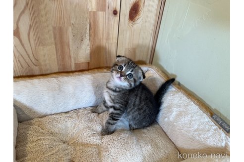 成約済の長野県のスコティッシュフォールド(折れ耳)-84556の4枚目