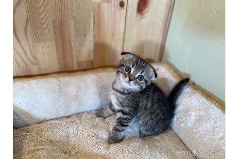 成約済の長野県のスコティッシュフォールド(折れ耳)-84556の5枚目