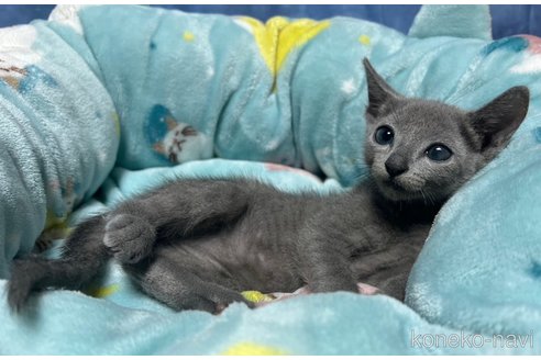 成約済の千葉県のロシアンブルー-84559の2枚目