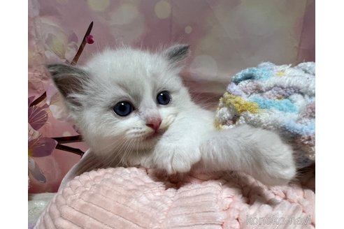 成約済の千葉県のラグドール-84568の4枚目