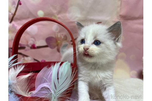 成約済の千葉県のラグドール-84569の4枚目