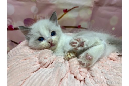 成約済の千葉県のラグドール-84569の2枚目