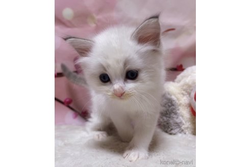 成約済の千葉県のラグドール-84572の2枚目
