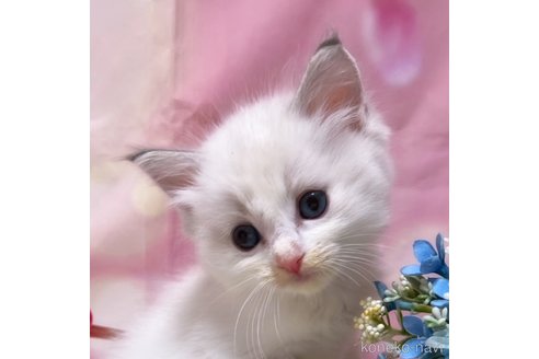 成約済の千葉県のラグドール-84572の3枚目