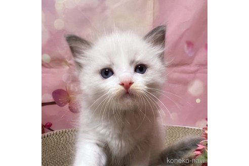 成約済の千葉県のラグドール-84573の7枚目