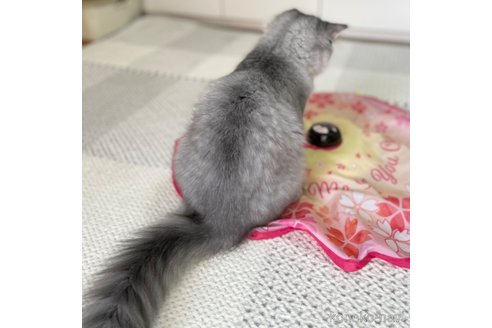 成約済の愛知県のミヌエット-76365の14枚目