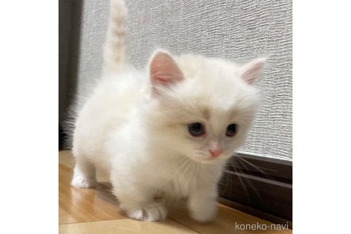 成約済の愛知県のミヌエット(短足)-82302の8枚目