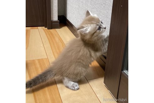 成約済の愛知県のミヌエット-82303の22枚目