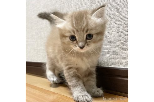 成約済の愛知県のミヌエット-82303の21枚目