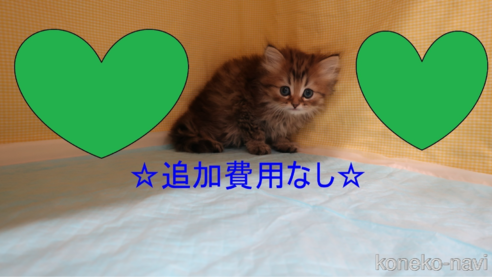 成約済の東京都のペルシャ-84598の1枚目