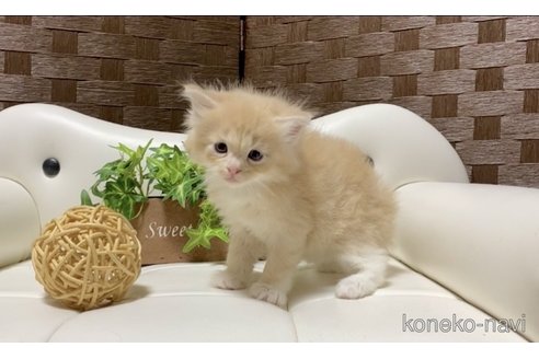 成約済の愛知県のサイベリアン-84599の5枚目