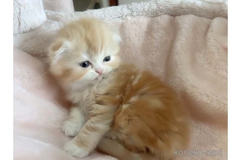 成約済の愛媛県のスコティッシュフォールド(折れ耳)-84619の2枚目