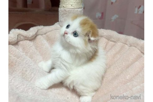 成約済の愛媛県のスコティッシュフォールド(折れ耳)-84621の2枚目
