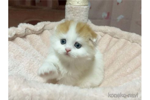 成約済の愛媛県のスコティッシュフォールド(折れ耳)-84621の3枚目