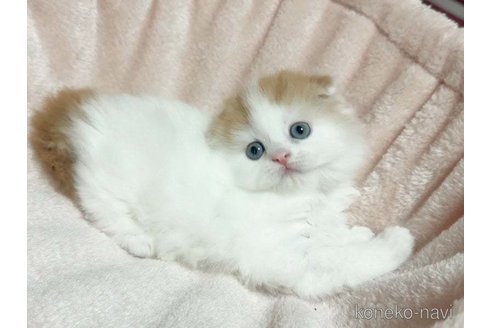 成約済の愛媛県のスコティッシュフォールド(折れ耳)-84621の4枚目