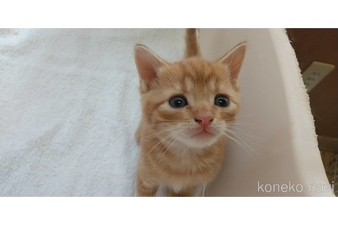 成約済の愛知県のマンチカン-83108の1枚目