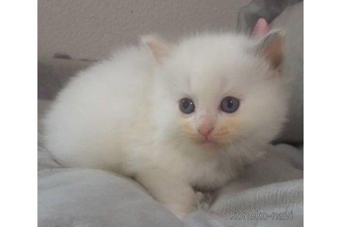 成約済の大阪府のラグドール-84625の8枚目