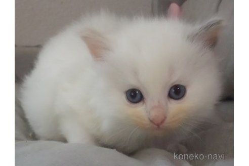 成約済の大阪府のラグドール-84625の4枚目