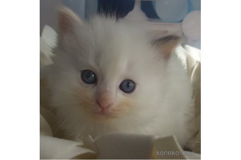 成約済の大阪府のラグドール-84625の5枚目