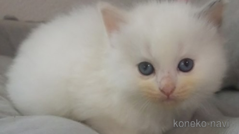 成約済の大阪府のラグドール-84625の1枚目
