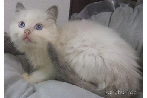 成約済の大阪府のラグドール-84626の7枚目