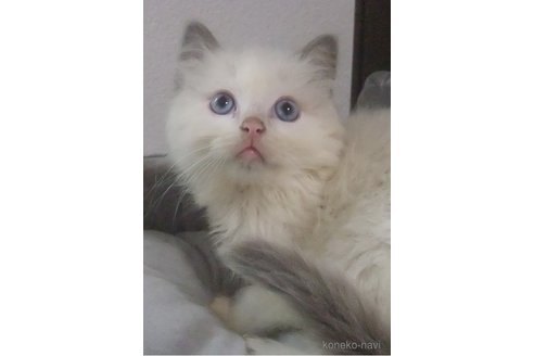 成約済の大阪府のラグドール-84626の5枚目