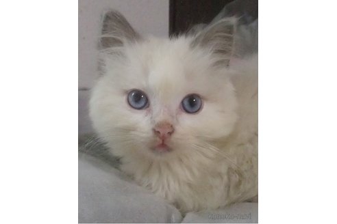 成約済の大阪府のラグドール-84626の4枚目