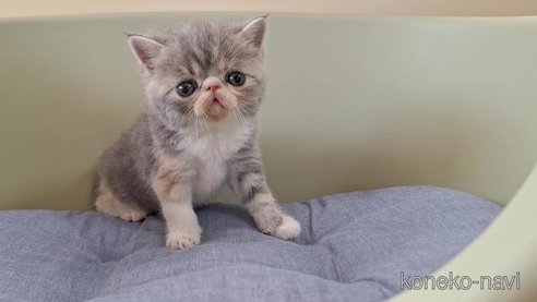 成約済の岐阜県のエキゾチックショートヘア-84649の2枚目