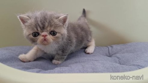 成約済の岐阜県のエキゾチックショートヘア-84649の3枚目