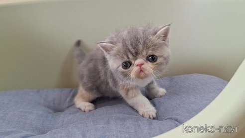 成約済の岐阜県のエキゾチックショートヘア-84649の4枚目