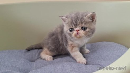 成約済の岐阜県のエキゾチックショートヘア-84649の6枚目